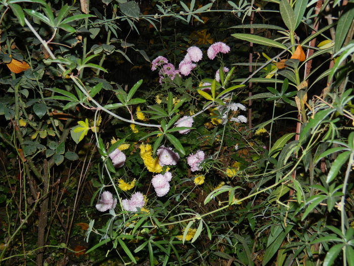 DSCN4594