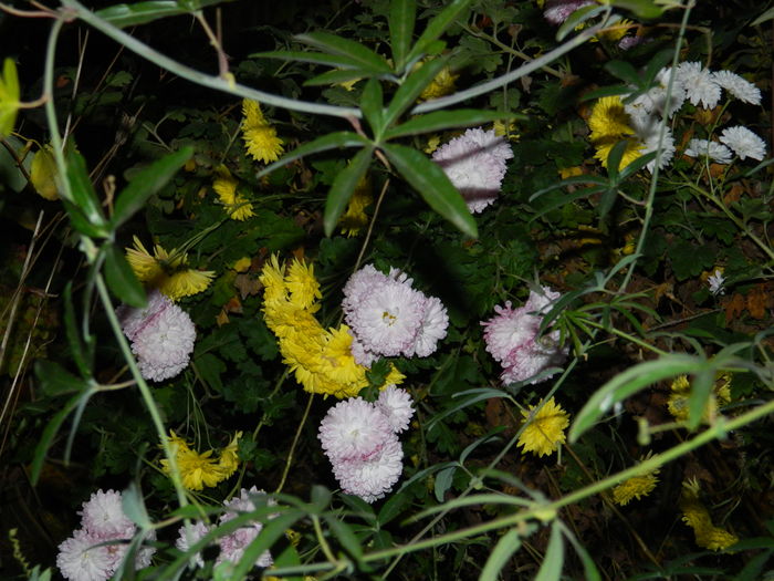 DSCN4595