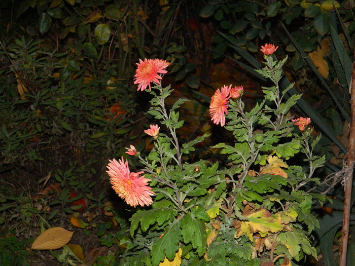 DSCN4597