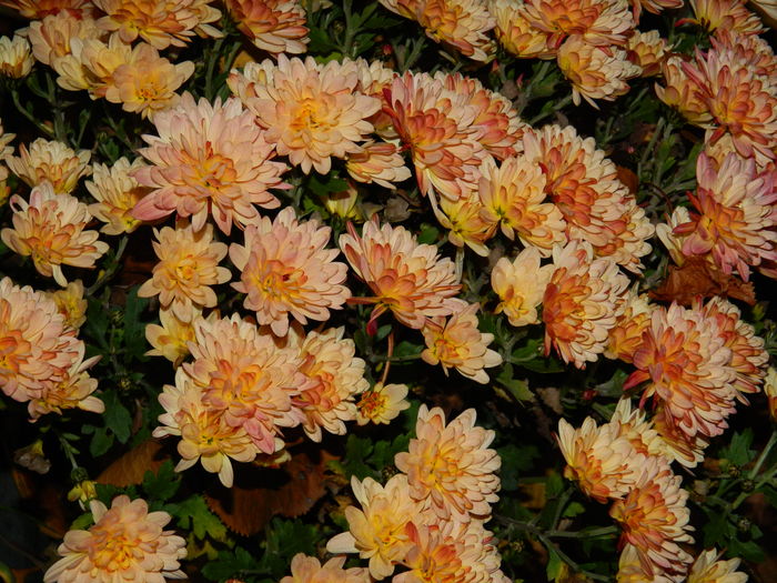 DSCN4598