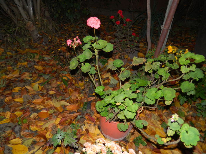 DSCN4601