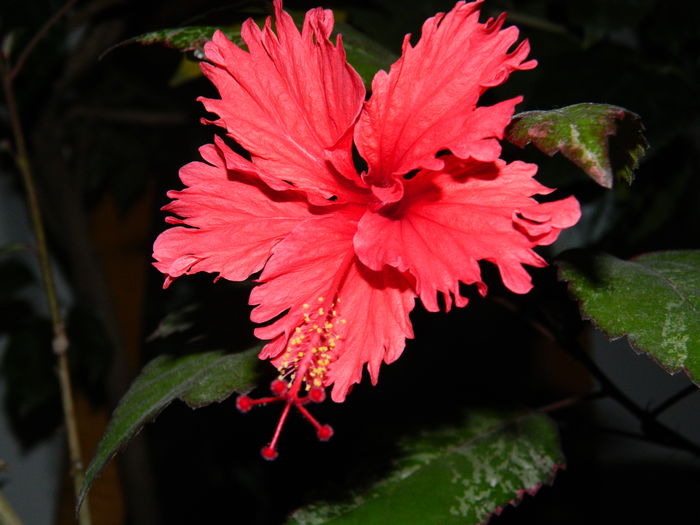 DSCN4609