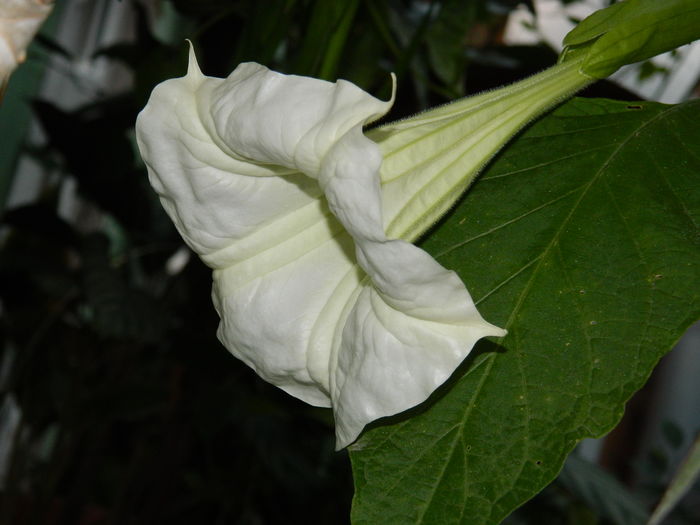 DSCN4618