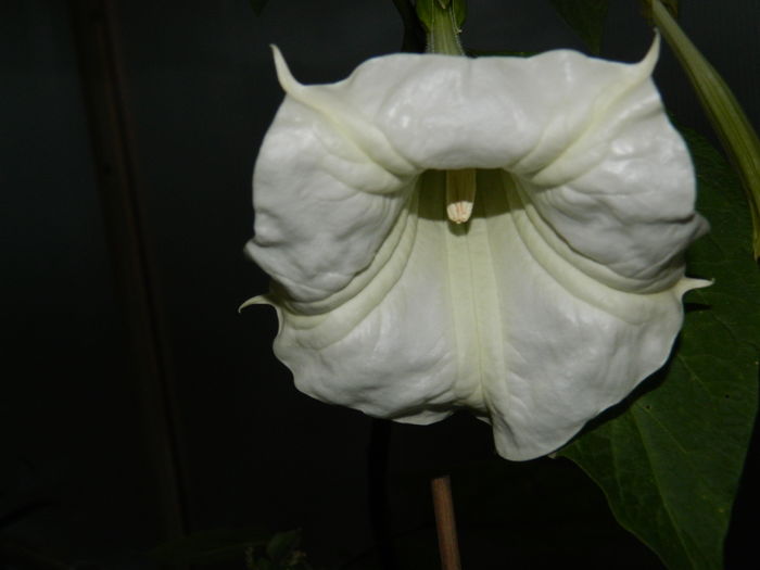 DSCN4619