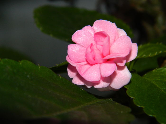 DSCN4620