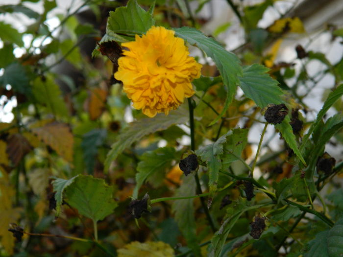 DSCN4644