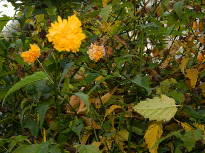 DSCN4645