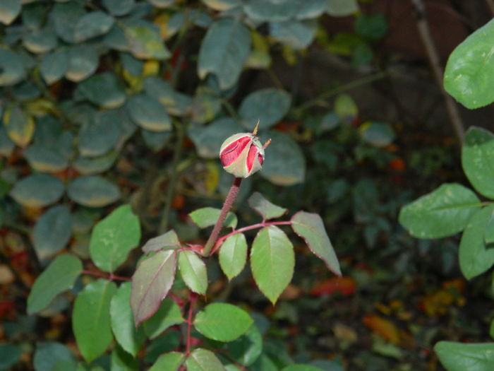 DSCN4672