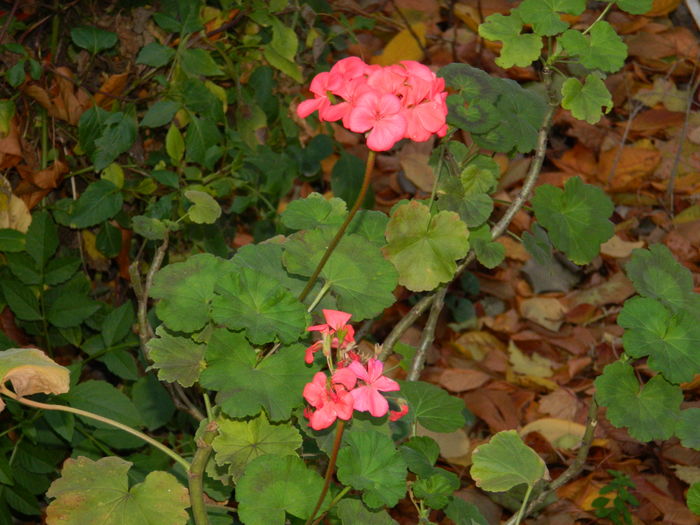 DSCN4675