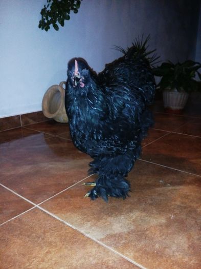 cochinchina negru uria%u0219; 2015
