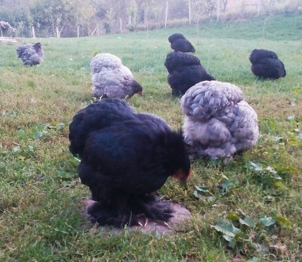 cochinchina negru uria%u0219; 2015
