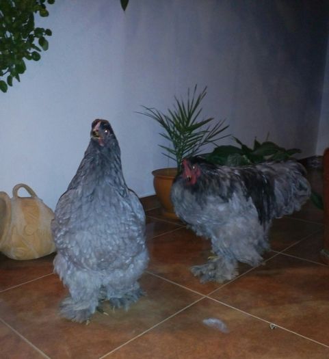 Cochinchina albastru urias; 2015
