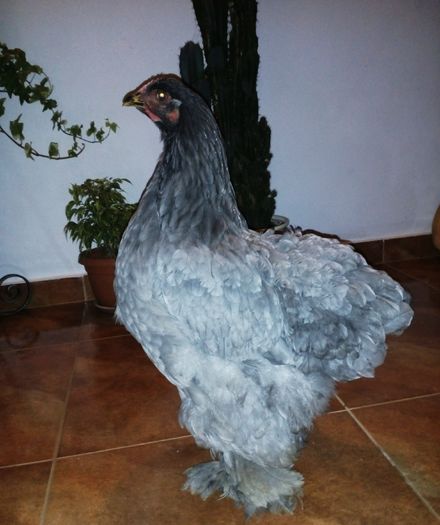 Cochinchina albastru urias; 2015
