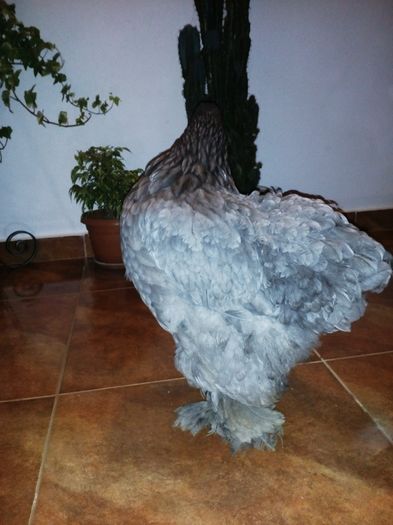 Cochinchina albastru urias; 2015
