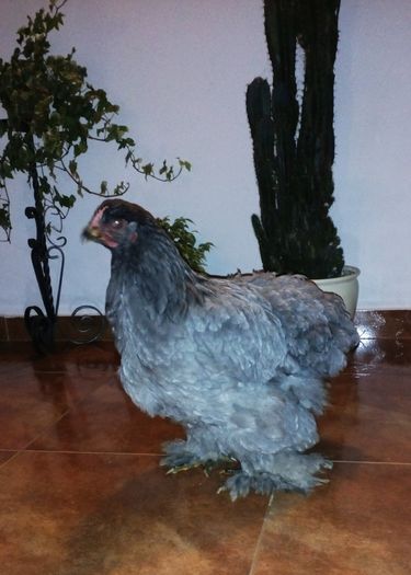 Cochinchina albastru urias; 2015
