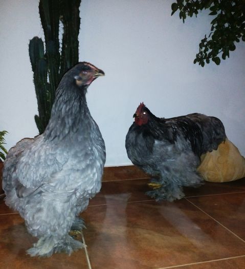 Cochinchina albastru urias; 2015
