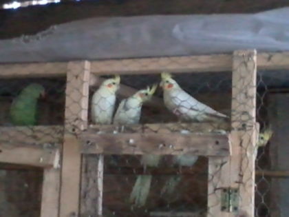 Foto0121 - papagalii mei