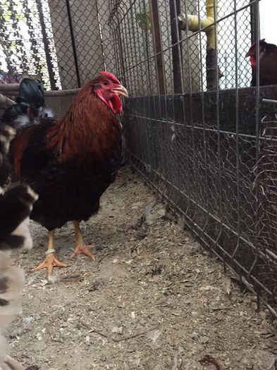 12285789_1560603817547960_1656110157_n