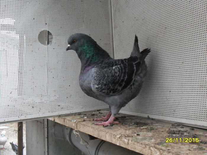 Femela2015 - pasari si porumbei ce detin in prezent