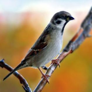 668858_4ba12cdc64ade78951f140f9967ff019_mdsq - BIRDS