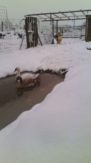 IMG_20151127_114828 - Pasari diverse