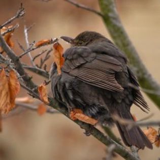 668912_9a73f6aba49a908638f94952beb0faf1_mdsq - BIRDS