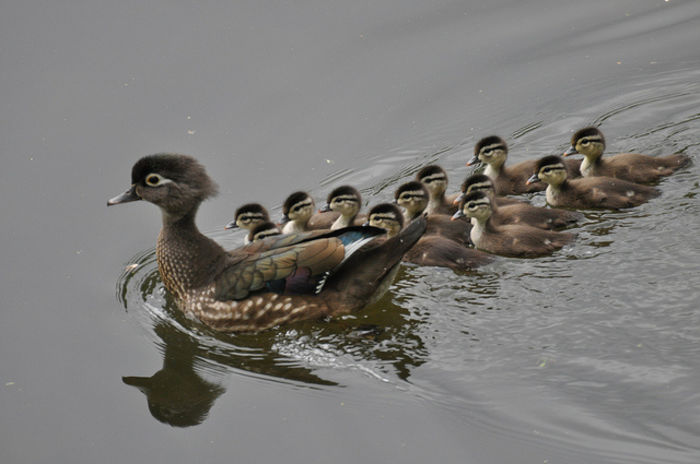 The-Female-Wood-Duck-with-her-brood-Ducklings-An-image-by-Mark-Mchouse