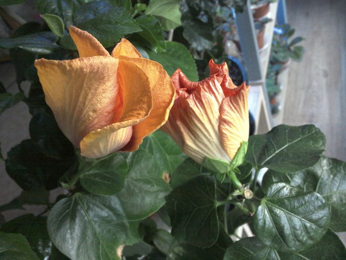 WIN_20151128_085138 - 01Hibiscus