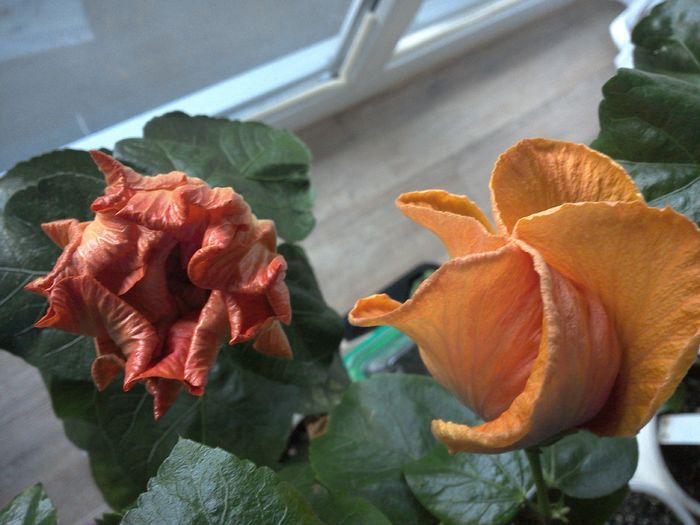 WIN_20151128_085247 - 01Hibiscus
