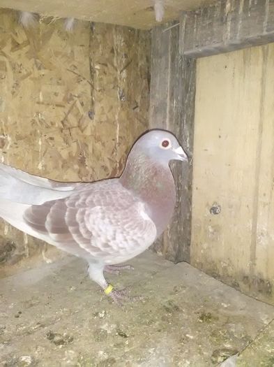 IMG_20151128_102452[1]