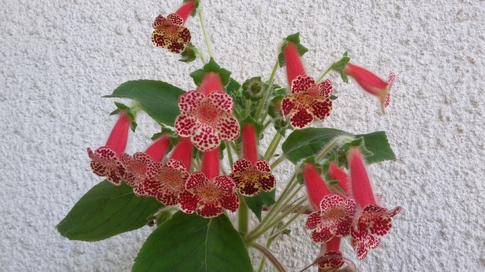Kohleria