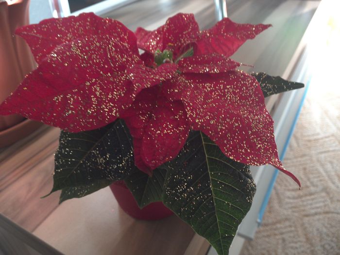 WIN_20151128_105830 - diverse_floricele