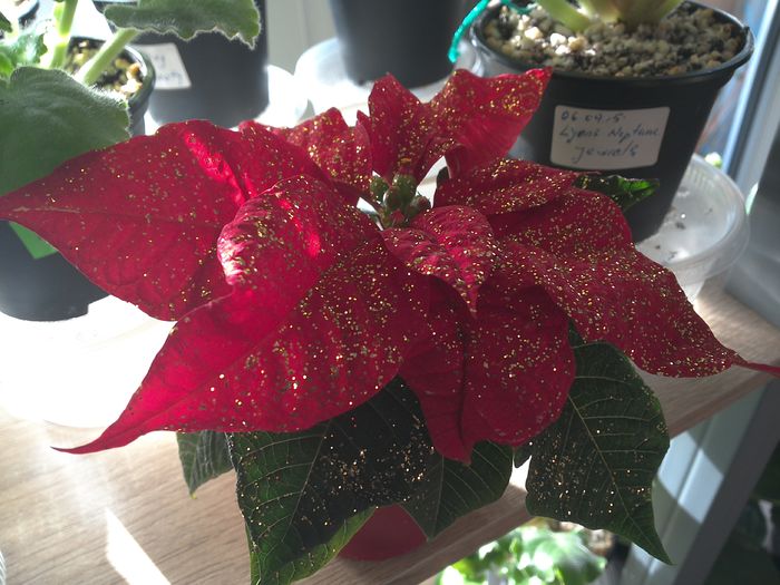 WIN_20151128_110100 - diverse_floricele