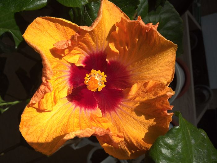 Light My Fire - 0Hibiscus in colectie infloriti