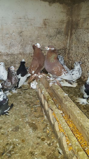 20151128_122715 - Uriasi Maghiari noiembrie 2015