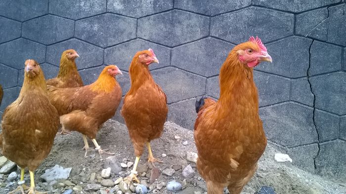 WP_20151128_13_29_39_Pro