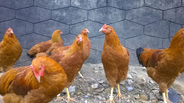 WP_20151128_13_29_53_Pro