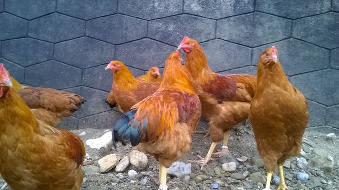 WP_20151128_13_30_15_Pro