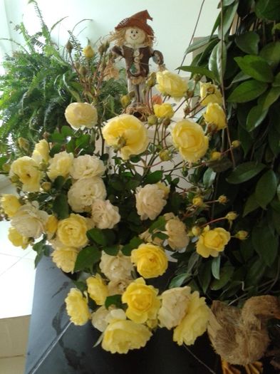 20151128_143426[1] - GRADINA MEA inceputuri