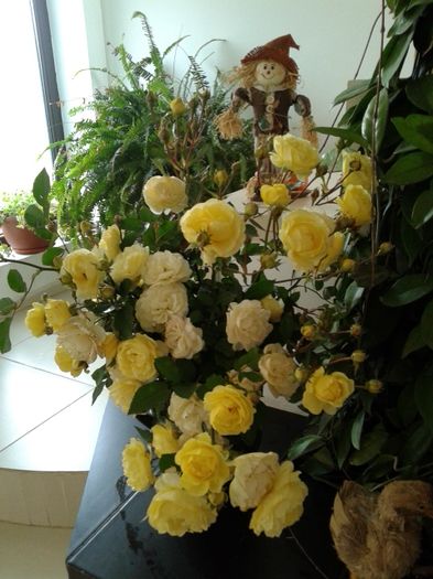 20151128_143456[1] - GRADINA MEA inceputuri