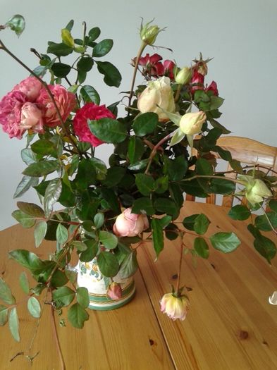 20151128_143526[1] - GRADINA MEA inceputuri