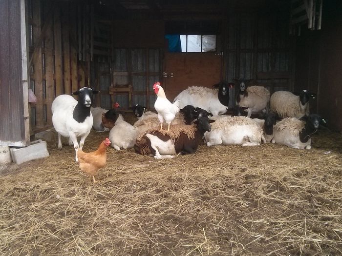 Oile Dorper cu gainile