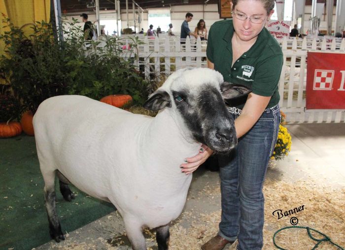 Shropshire frumos - RASE DE OI SI CAPRE-POZE DEOSEBITE 9