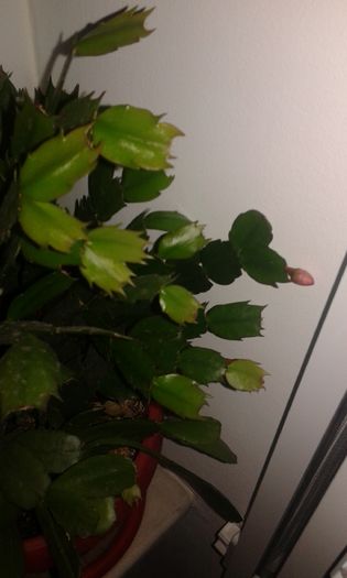 20151128_163042 - craciunel