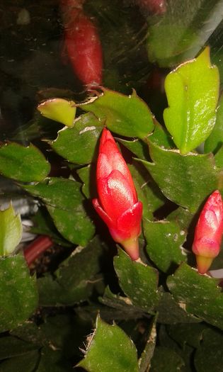 20151128_163050 - craciunel