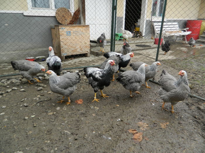 Puicute linia mea cocosi straini