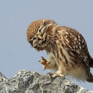669133_cc4100e7012bb9a39f819176cbf8ea4e_mdsq - BIRDS