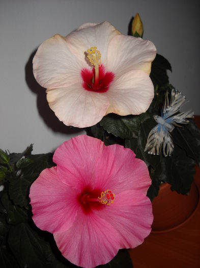 Adonicus Pink-Adonicus Pearl