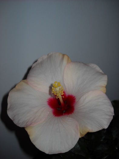 25.11.015 - HIBISCUS-2015