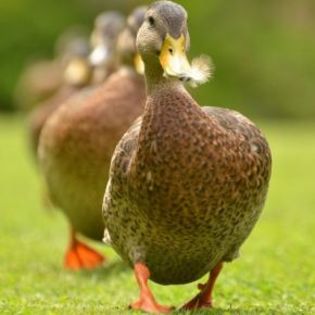 669338_d56bb767b71e2d6dc5613b55f48e474c_mdsq - BIRDS